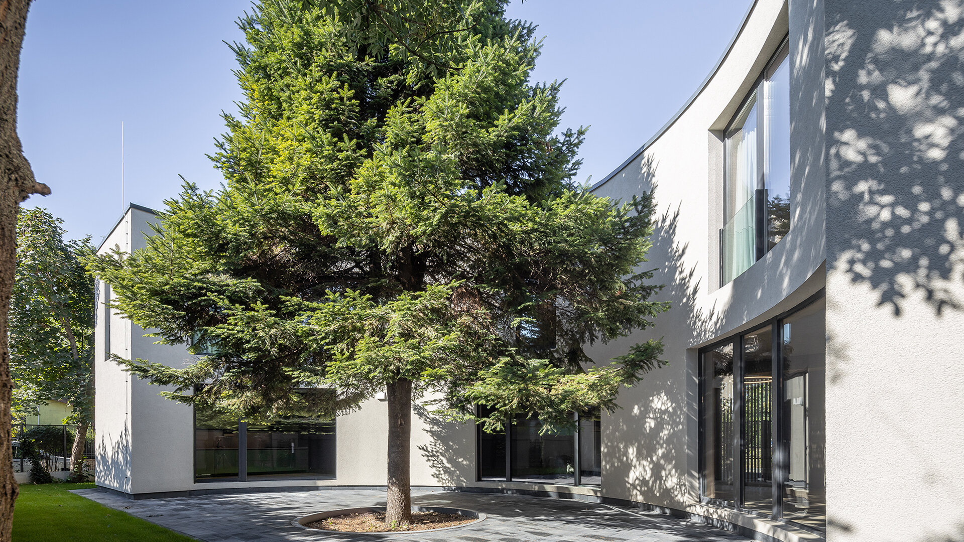 House around a tree